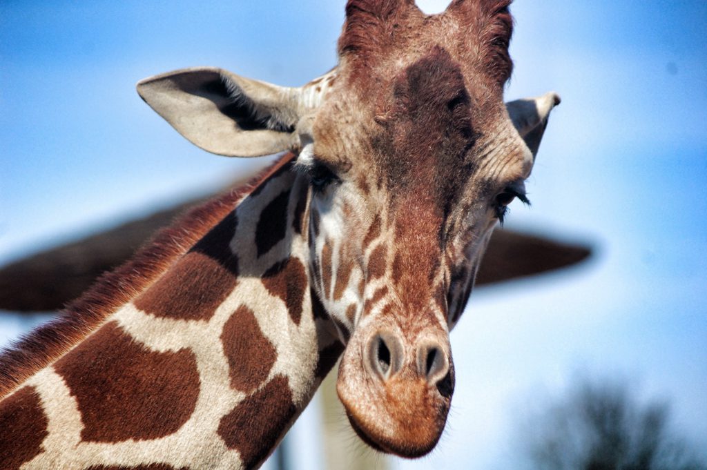 Giraffe Colchester Zoo