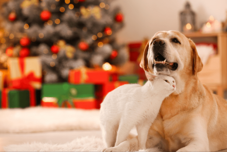 A happy Labrador dog and a cat cuddle together under the Christmas tree