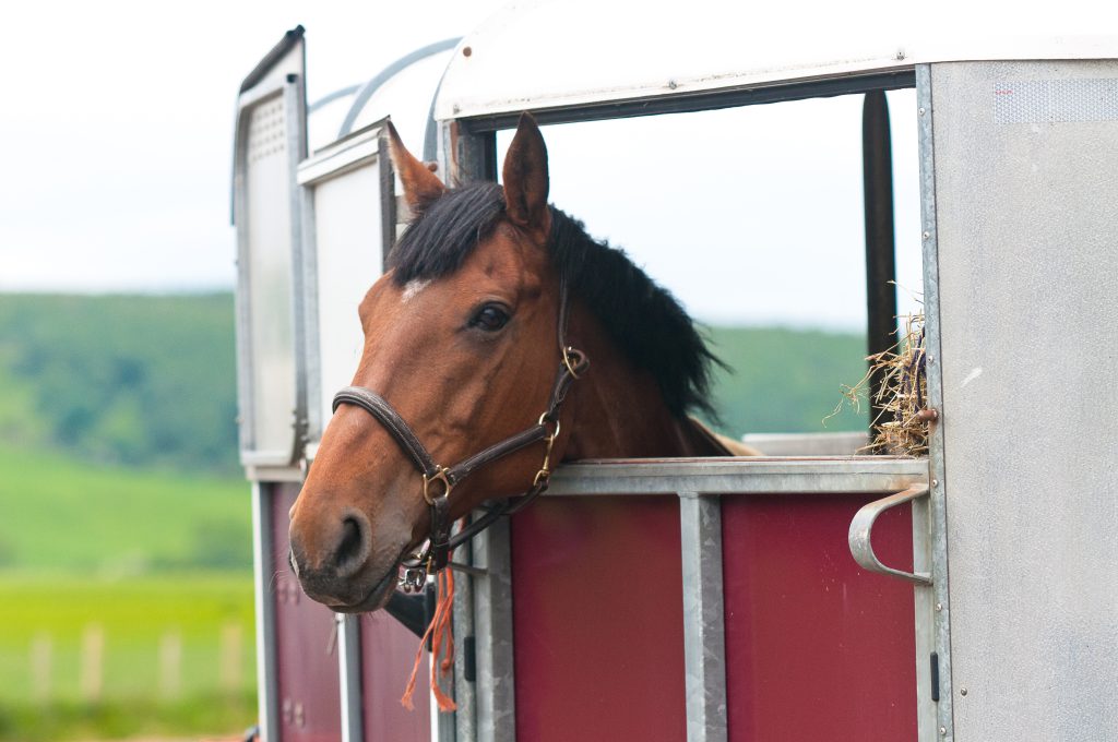Horse in a horsebox trailer.